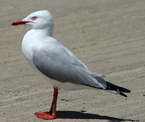 seagull.jpg