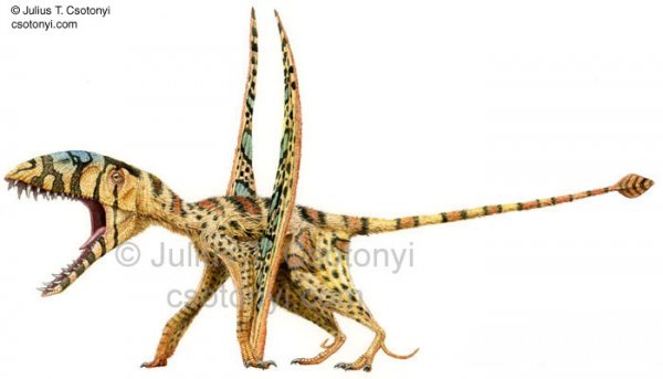 Dimorphodon.jpg
