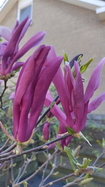 IMG_20250401_162332.jpg