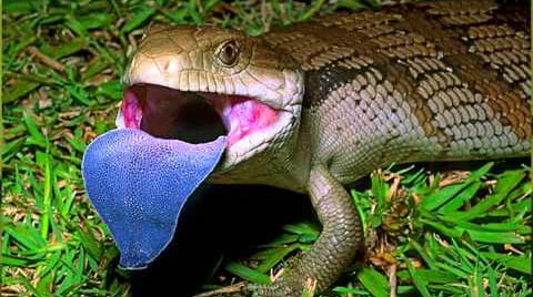 fins-fangs-n-feathers-nowra-2541-image.jpg