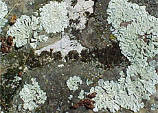 sriimg20021218_1525558_0.jpg