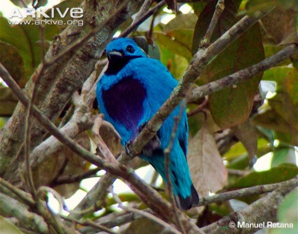 Dorsal-profile-of-turquoise-cotinga-.jpg