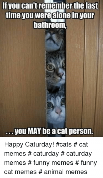 Poll Dogs Vs Cats Page 210 Lustria Online