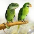 parrot