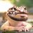 BeardyGecko